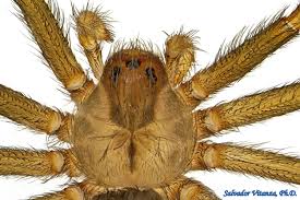 Attēlu rezultāti vaicājumam “Arachnida”