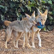 Image result for Hartlepool Coyotes