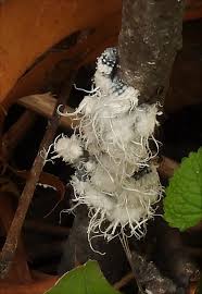 Attēlu rezultāti vaicājumam “Prociphilus xylostei”