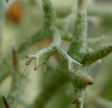 Attēlu rezultāti vaicājumam “Cladonia ciliata”