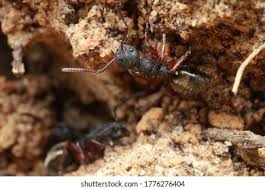 Attēlu rezultāti vaicājumam “Orchesella sp.”