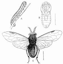 Attēlu rezultāti vaicājumam “Diprion pini female”