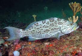 Image result for Mycteroperca microlepis