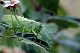 Attēlu rezultāti vaicājumam “Tettigonia cantans”