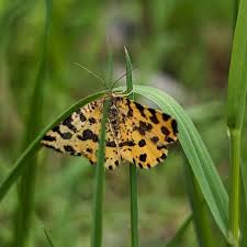 Attēlu rezultāti vaicājumam “Pseudopanthera macularia”