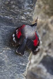 Image result for Tichodroma muraria