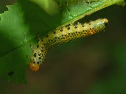 Attēlu rezultāti vaicājumam “Argidae larva”