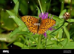Attēlu rezultāti vaicājumam “Argynnis laodice female”
