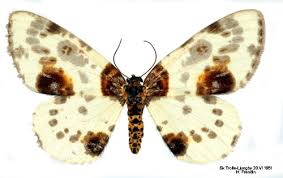 Attēlu rezultāti vaicājumam “Abraxas sylvata”