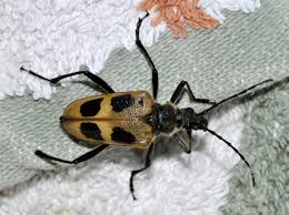 Attēlu rezultāti vaicājumam “Pachyta quadrimaculata”