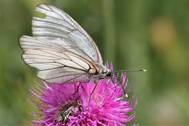 Attēlu rezultāti vaicājumam “Aporia crataegi upperside”