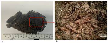 Attēlu rezultāti vaicājumam “Protapion sp.”