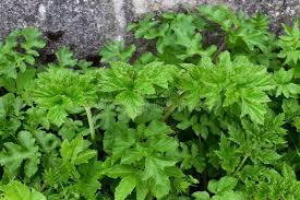 Attēlu rezultāti vaicājumam “Heracleum sosnowskyi leaf”