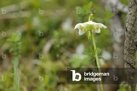 Attēlu rezultāti vaicājumam “Moneses uniflora flower”