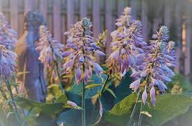 Image result for Hosta sieboldiana 'Elegans'