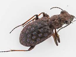 Attēlu rezultāti vaicājumam “Elaphrus cupreus”