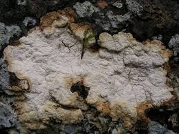 Attēlu rezultāti vaicājumam “Cystostereum murrayi”