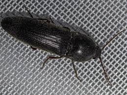 Attēlu rezultāti vaicājumam “Melanotus sp.”