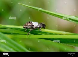 Attēlu rezultāti vaicājumam “Pogonocherus hispidulus”