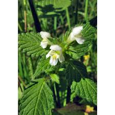 Image result for Galeopsis segetum