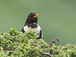 Image result for Turdus torquatus