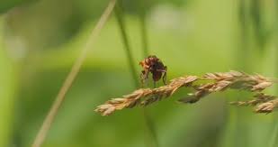 Attēlu rezultāti vaicājumam “Sicus ferrugineus”