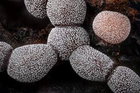 Attēlu rezultāti vaicājumam “Diderma montanum var. album”