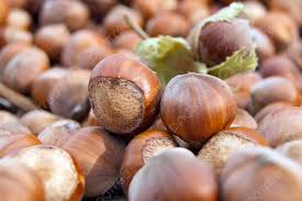 Attēlu rezultāti vaicājumam “Corylus avellana fruit”