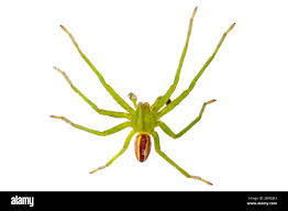 Attēlu rezultāti vaicājumam “Micrommata virescens”