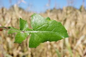 Attēlu rezultāti vaicājumam “Sonchus oleraceus leaf”