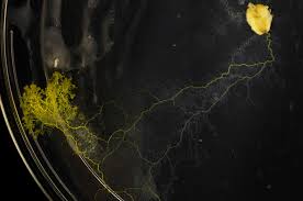 Attēlu rezultāti vaicājumam “Physarum virescens plasmodium”