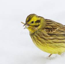 Attēlu rezultāti vaicājumam “Emberiza citrinella”