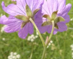 Attēlu rezultāti vaicājumam “Geranium pyrenaicum”