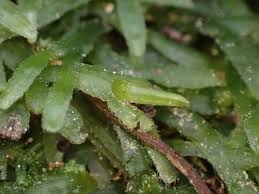 Attēlu rezultāti vaicājumam “Cladopodiella fluitans”