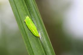 Attēlu rezultāti vaicājumam “Nymphalis xanthomelas pupa”