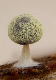 Attēlu rezultāti vaicājumam “Physarum bryomacrocarpum spores”