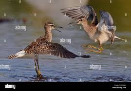 Attēlu rezultāti vaicājumam “Tringa glareola”