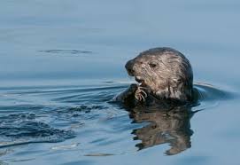Image result for Worthing Otters