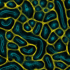 Attēlu rezultāti vaicājumam “Physarum sulphureum macro”