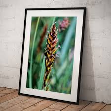 Attēlu rezultāti vaicājumam “Blysmus compressus fruit”