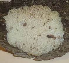 Attēlu rezultāti vaicājumam “Antrodiella faginea”