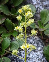 Attēlu rezultāti vaicājumam “Saxifragaceae”