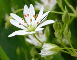Attēlu rezultāti vaicājumam “Stellaria graminea flower”