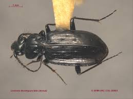 Attēlu rezultāti vaicājumam “Loricera pilicornis”