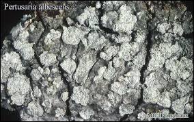 Attēlu rezultāti vaicājumam “Pertusaria albescens”