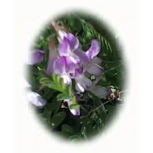 Attēlu rezultāti vaicājumam “Vicia sylvatica flower”