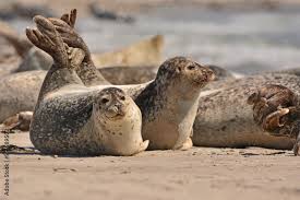 Image result for Phoca vitulina