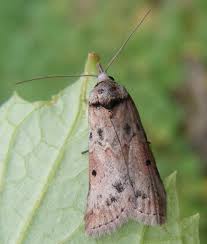 Attēlu rezultāti vaicājumam “Nycteola sp.”