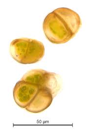 Attēlu rezultāti vaicājumam “Grimmia muehlenbeckii”