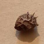 Attēlu rezultāti vaicājumam “Onobrychis arenaria leaf”